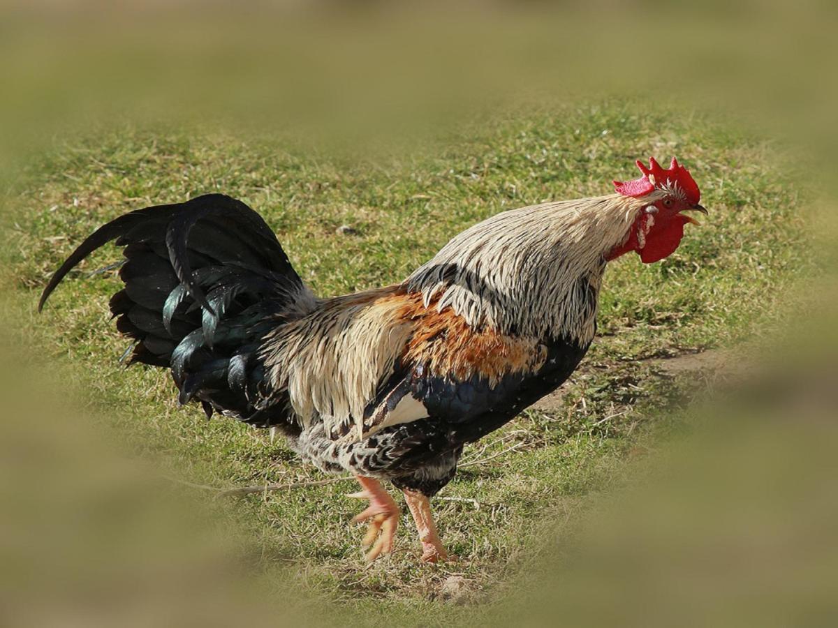 Ferienhof Bitschnau ลินเดนแบร์ก เอม อัลกอย ภายนอก รูปภาพ