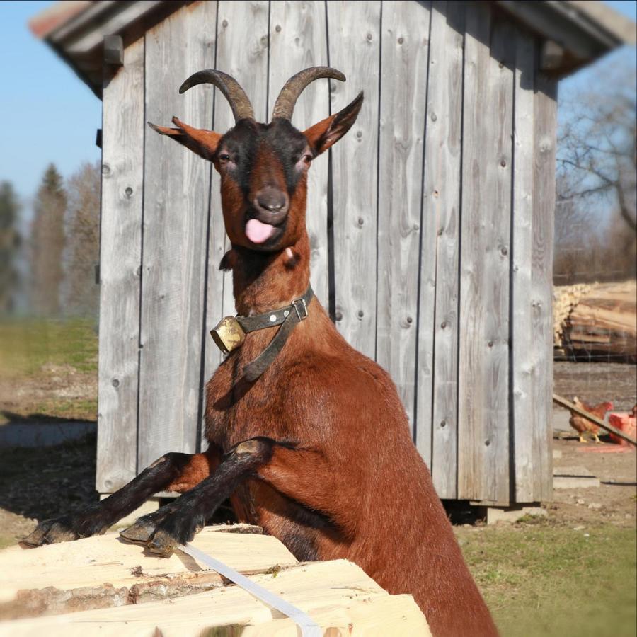 Ferienhof Bitschnau ลินเดนแบร์ก เอม อัลกอย ภายนอก รูปภาพ